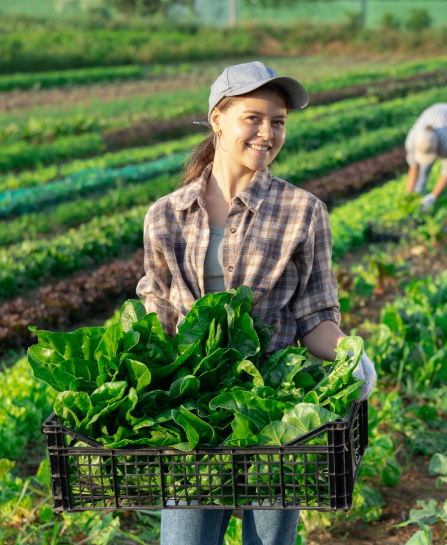 Eco in practice: how certified organic food is produced