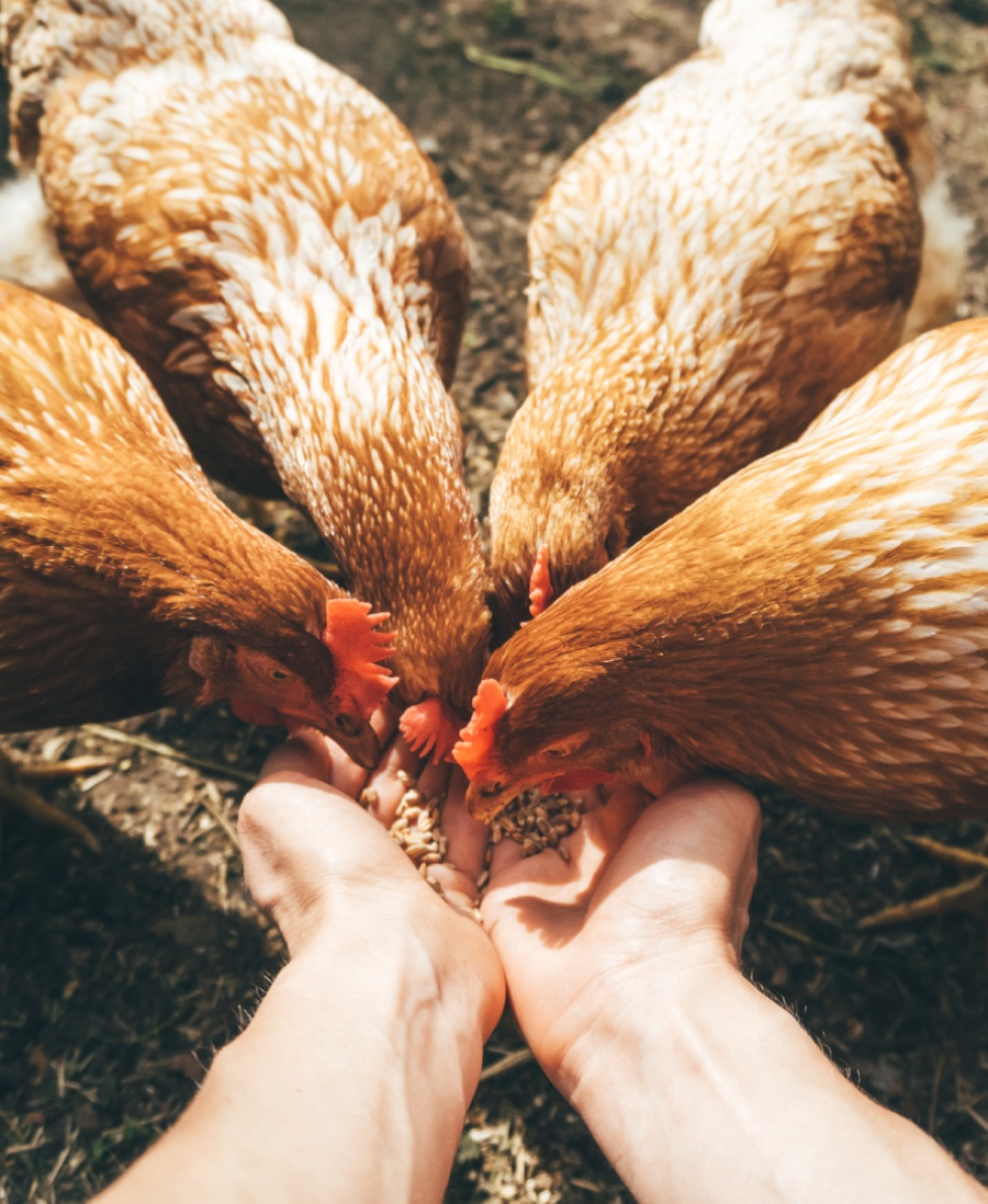 Is ecological = ethical?