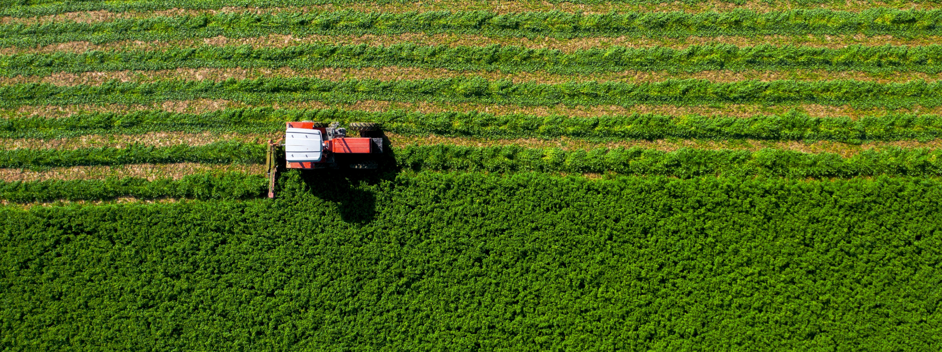 Vue aérienne d'un tracteur rouge travaillant dans un champ vert, représentant la fertilisation par engrais verts en agriculture BIO. Fertilisation en agriculture biologique.