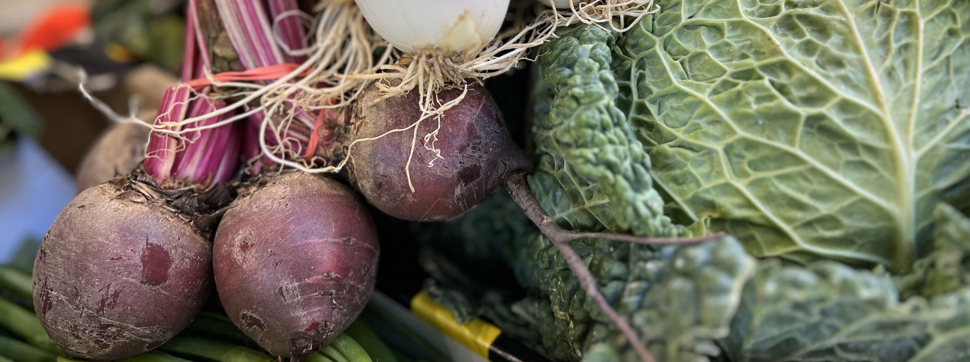 Fresh organic food: a bunch of beetroots with stems, white onions, and green savoy cabbage leaves.