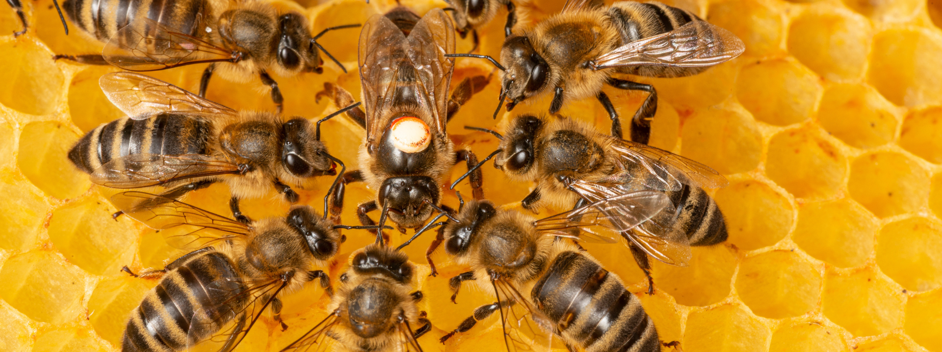 Gros plan panoramique d'abeilles domestiques sur un rayon de miel doré avec une reine marquée au centre, illustrant une ruche saine.